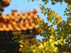 -故宫博物院(故宫)