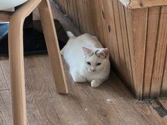 -猫的茶·猫咖