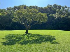 -深圳仙湖植物园