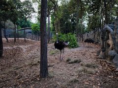 -清迈夜间动物园