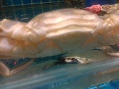 -蓝珊甄选海鲜自助·火锅大排档(近阿那亚店)
