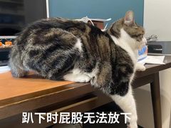 -柏萃动物医院·骨科·牙科