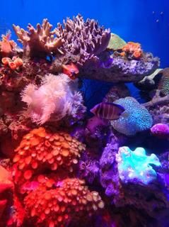 -烟台海昌鲸鲨海洋公园