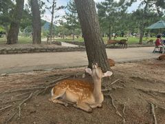 -奈良公园