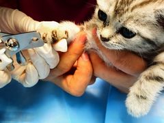 -纳吉亚猫专科动物诊疗中心(蒋宅口分院)