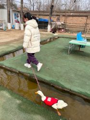 -上美四季动物农场