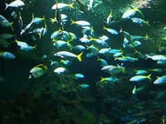 -上海海洋水族馆