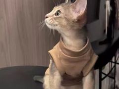 -猫十亿·布偶金渐层·曼基康矮脚猫舍(青年路店)