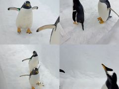 -广州热雪奇迹