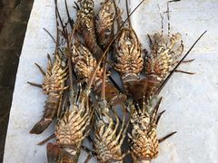 -尼甘布海鲜市场