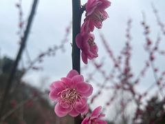 -南京珍珠泉风景区