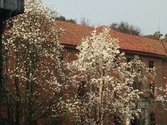 -之江大学-旧址