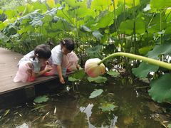 -陈家山荷花公园