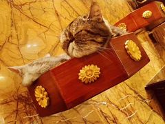 -more than meow吴止猫主题餐厅(承德 中船汇店)