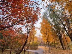 -大兴滨河森林公园