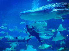 -烟台海昌鲸鲨海洋公园