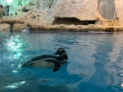 -帝企鹅自助餐厅•儿童岛•真企鹅(长隆企鹅酒店)