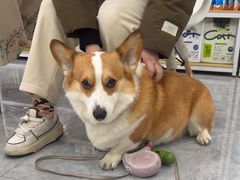 -安安宠医·臻爱宠物医院·宠保定点(营门口路分院)