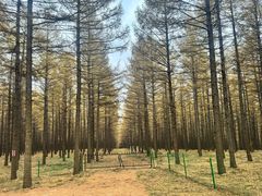 -塞罕坝国家级自然保护区