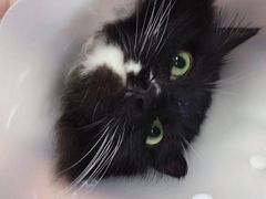 -纳吉亚猫专科动物诊疗中心(蒋宅口分院)