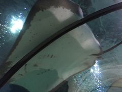 -苏州海洋馆