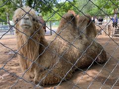 -长白岛森林公园