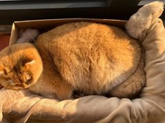 -瑞派申生动物医院·24H夜诊·国际动物医疗中心·骨外科(吴中路店)