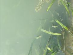 -观桥阁(锦溪店)