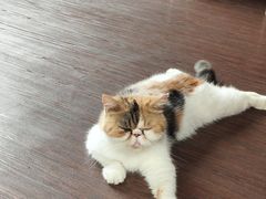 -猫岛主趣味餐厅(鼓浪屿店)
