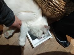 -瞄一喵猫咖(格力海岸店)