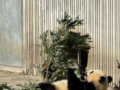 -卧龙中华大熊猫苑神树坪基地