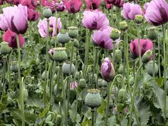 -国家植物园南园