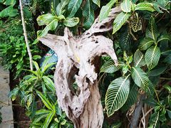 -北京植物园-展览温室