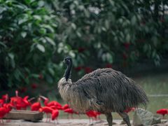 -广州长隆野生动物世界