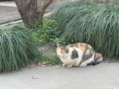 -西园寺素食(西园弄戒幢律寺店)