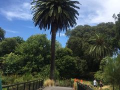 -墨尔本皇家植物园