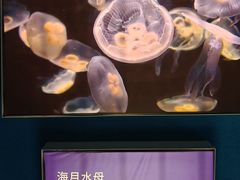 -凤凰中心