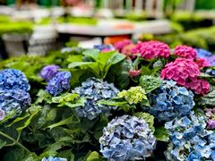 -君悦酒店·La Terrazza意合園·意式风味