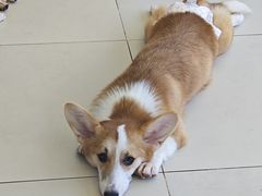 -怪兽屋·羊驼·猫咖·狗咖(俊华广场店)