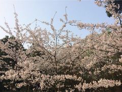 -南山植物园