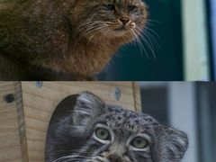 -青藏高原野生动物园