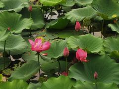 -上海鲜花港