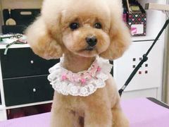 -乐琪宠物(青塔西路店)