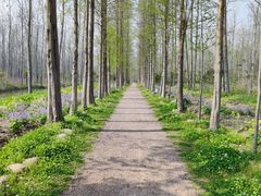 -合肥滨湖国家森林公园