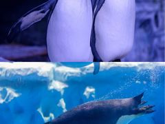 -海合安天津极地海洋公园