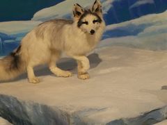 -陕西自然博物馆