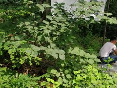 -帽儿山国家森林公园