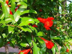 -成都市活水公园