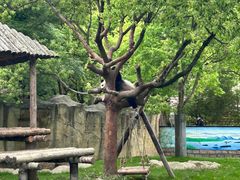 -上海野生动物园