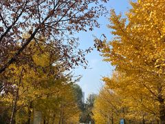 -长白岛森林公园